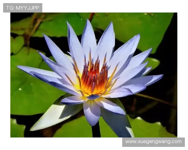 开运下载助你开启好运气的最佳途径，轻松提升生活运势的实用指南